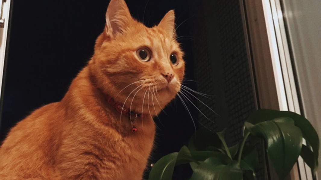 Рыжий кот по кличке Мотя