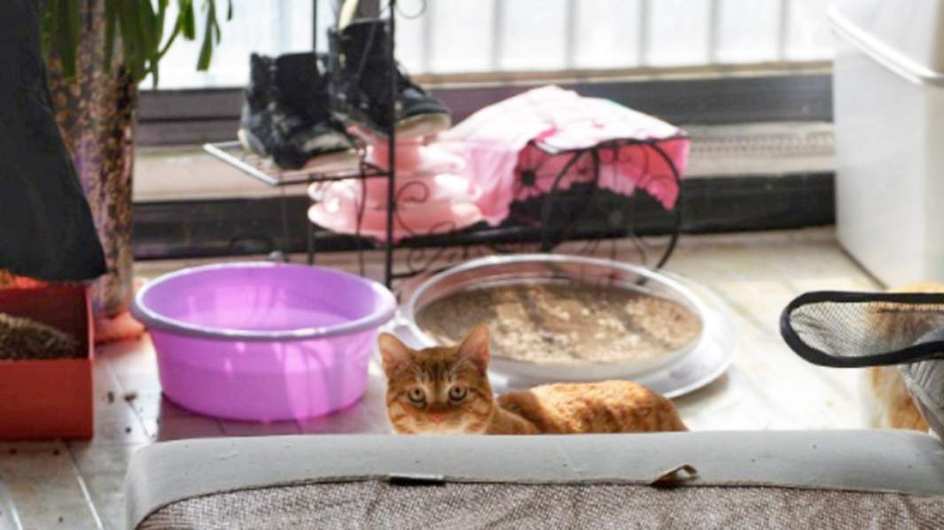 Брошенная кошка