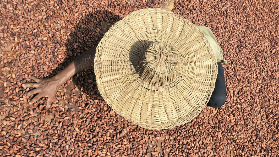 Сушка какао-бобов