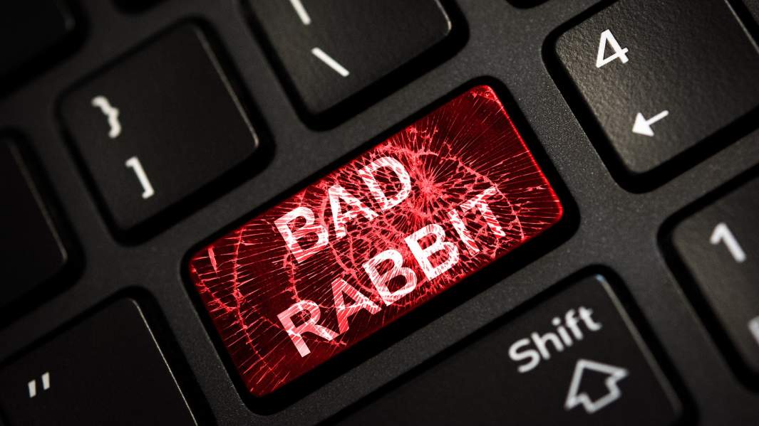 Черный и не пушистый: появилась новая схема обмана «Белый кролик»