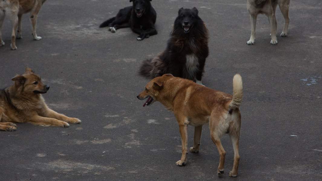 Собаки в приюте для бездомных 