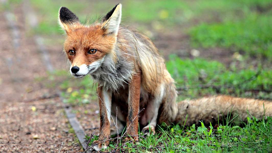 Дикая лисица 