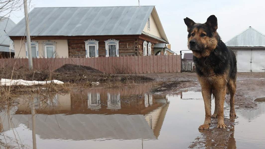 Собака на улице в поселке в Татарстане, подтопленной в результате разлива реки