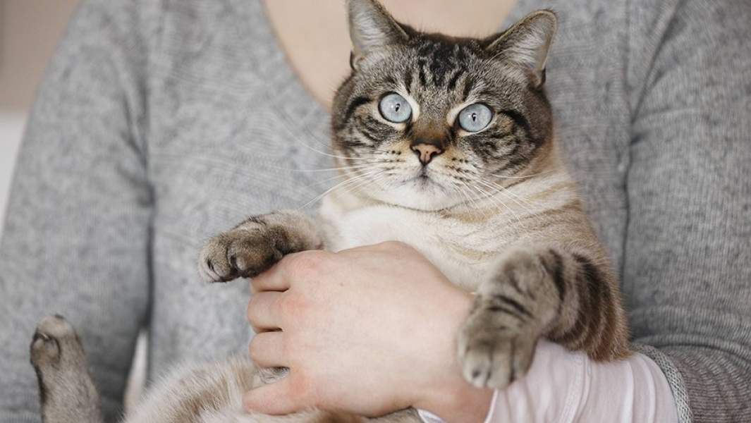 женщина держит на руках кота 