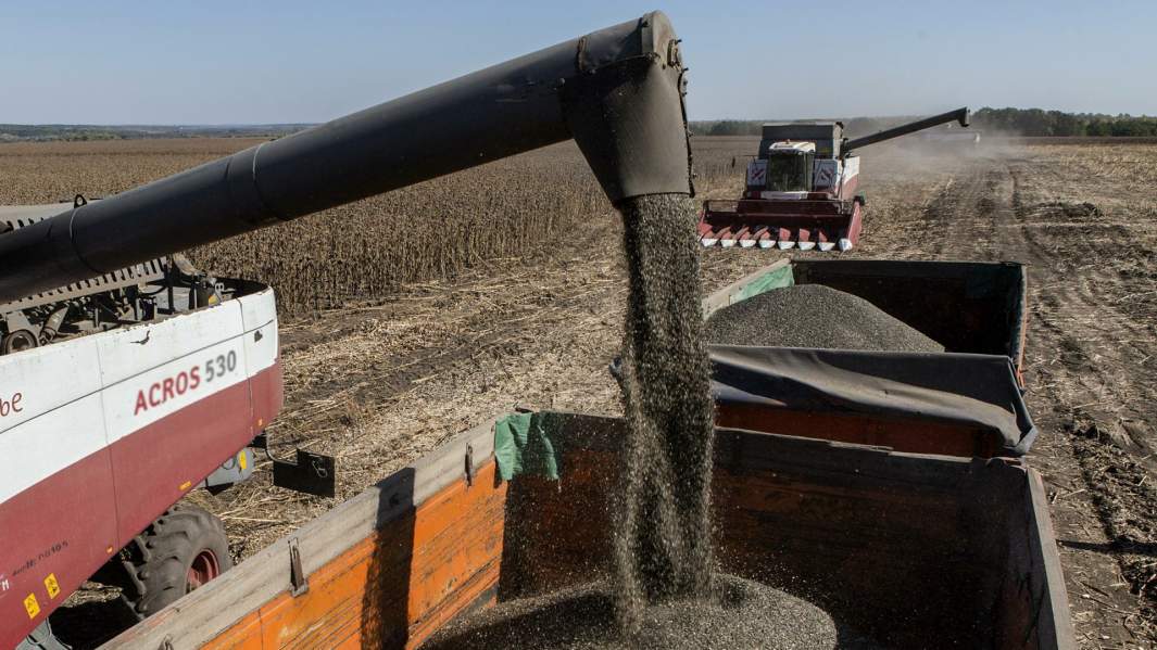 сбор урожая подсолнечника