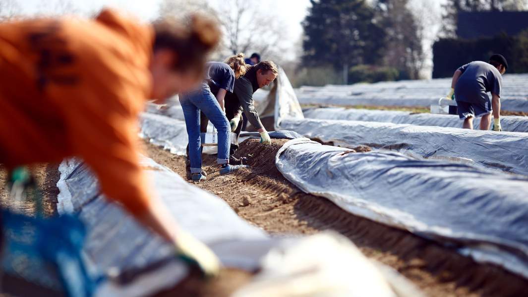 Студенты помогают на ферме Альберта Тримбора собирать спаржу, Германия