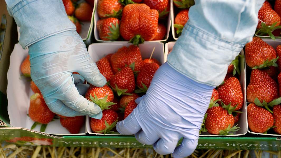 клубника сельское 