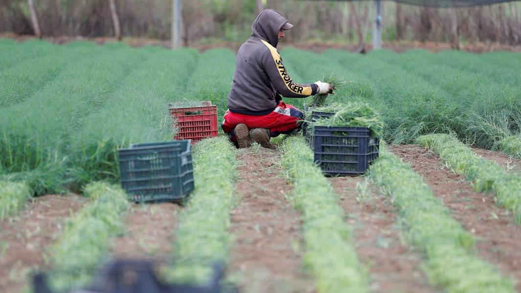 италия сельское хозяйство