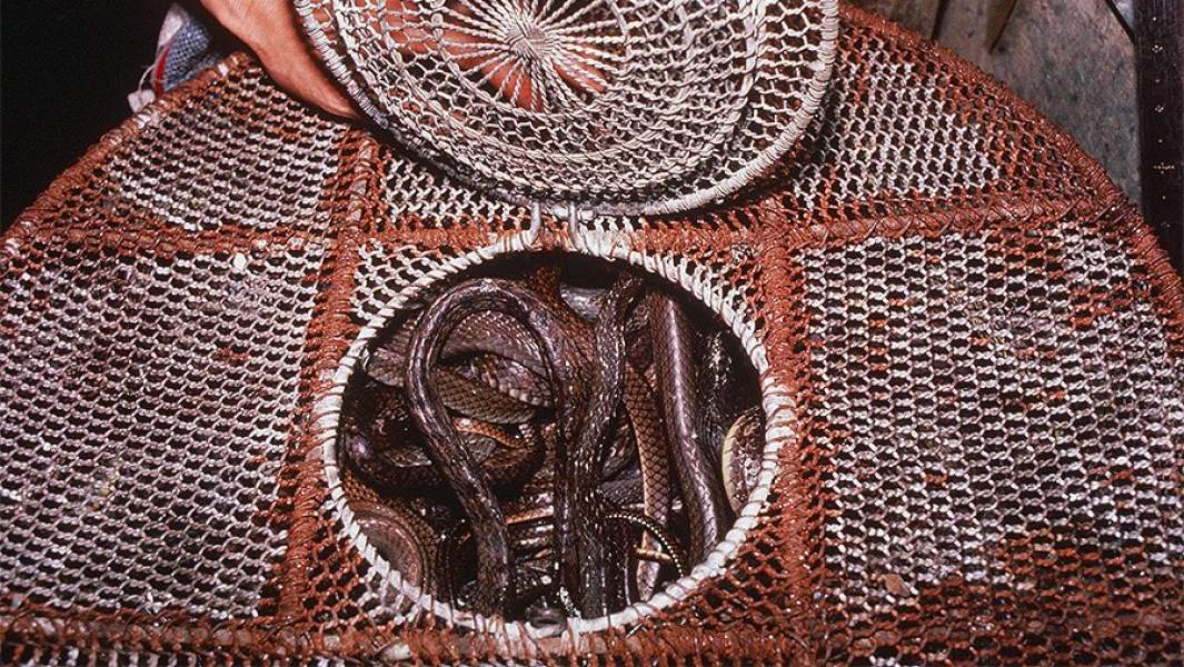 коронавирус мясо