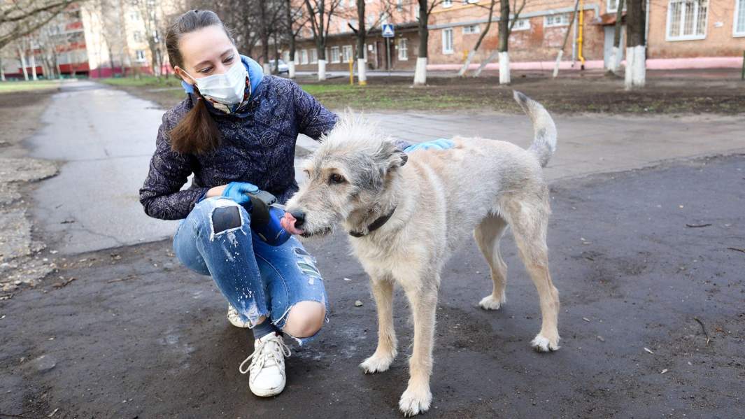животные прогулка собака вирус