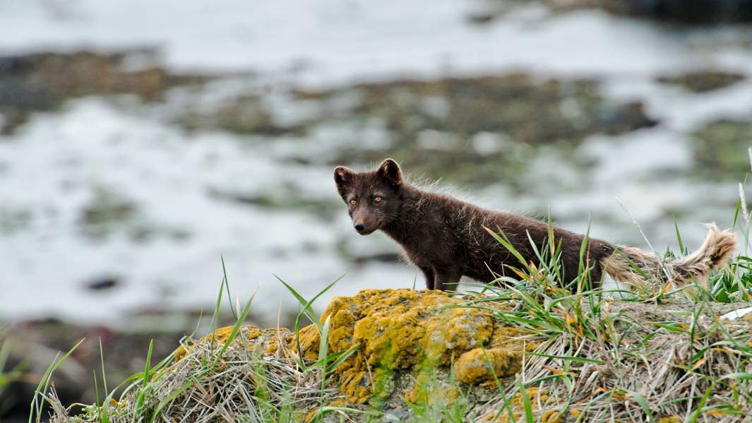командорские острова писец