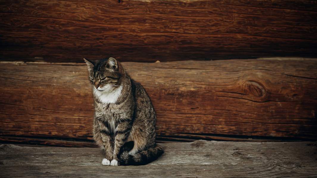 кошка на лавочке