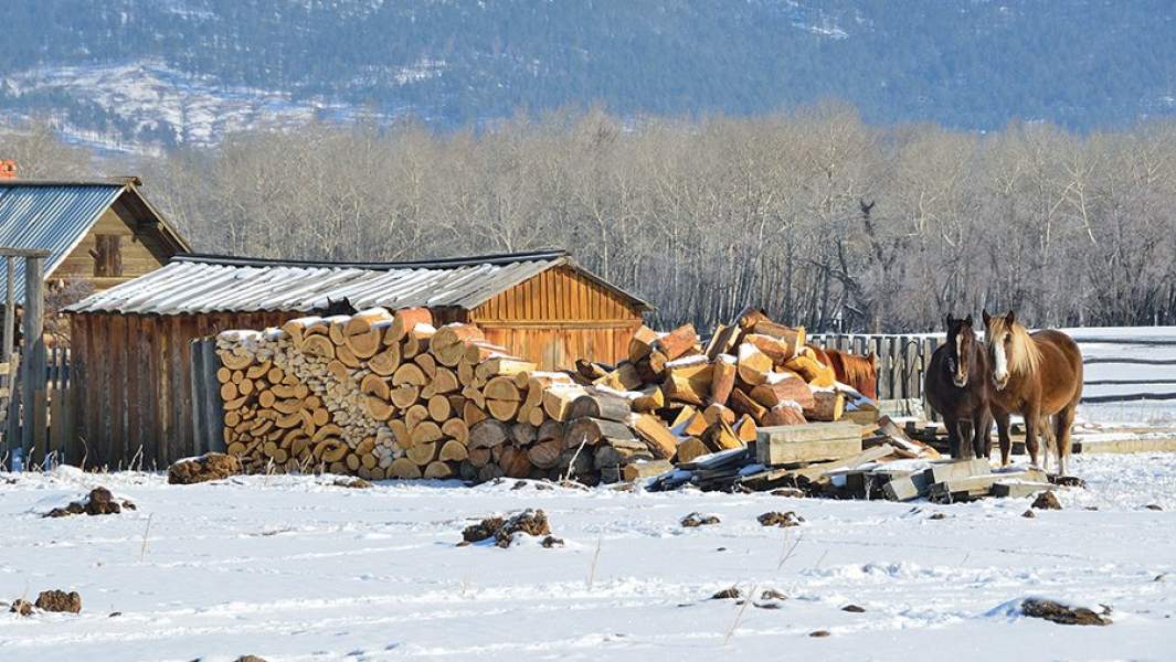 Лошади, деревня 