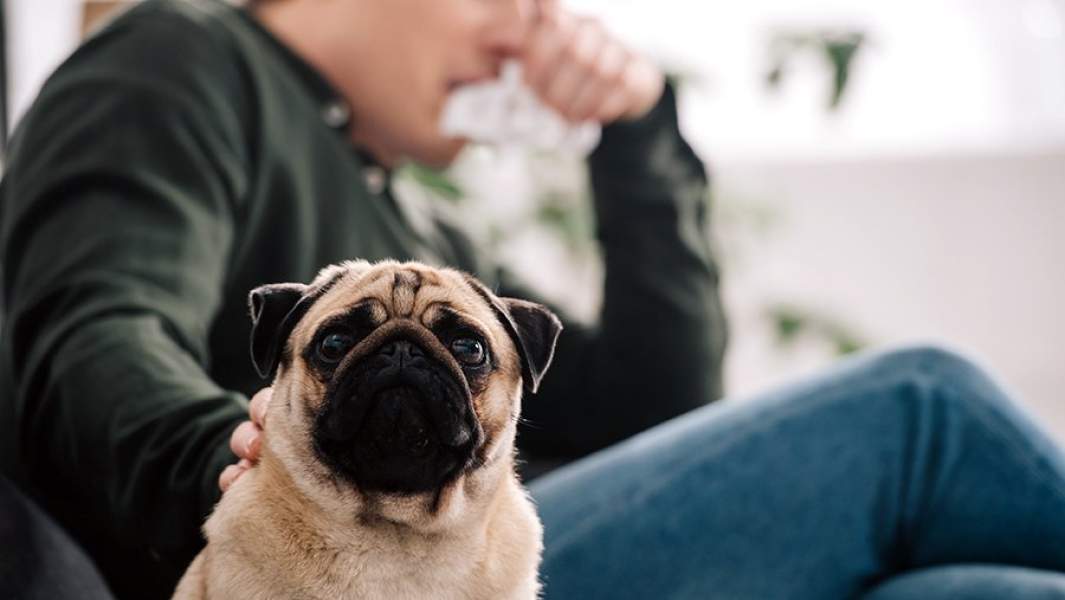 Аллергия на животных