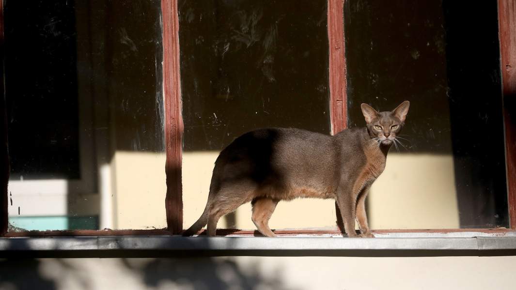 кошка окно