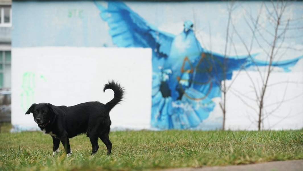 домашние животные