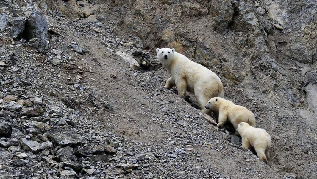 Белая медведица с медвежатами