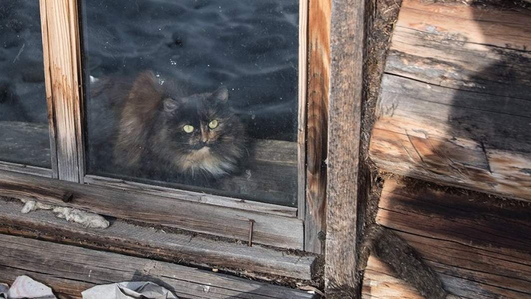 Кот в окне деревянного дома 