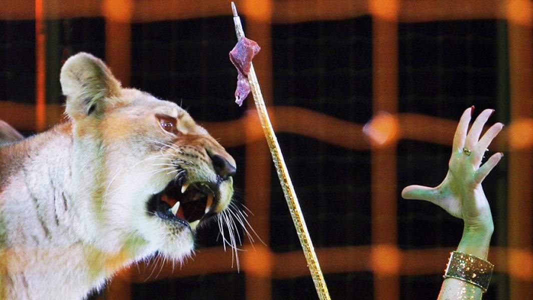 Дрессировщица