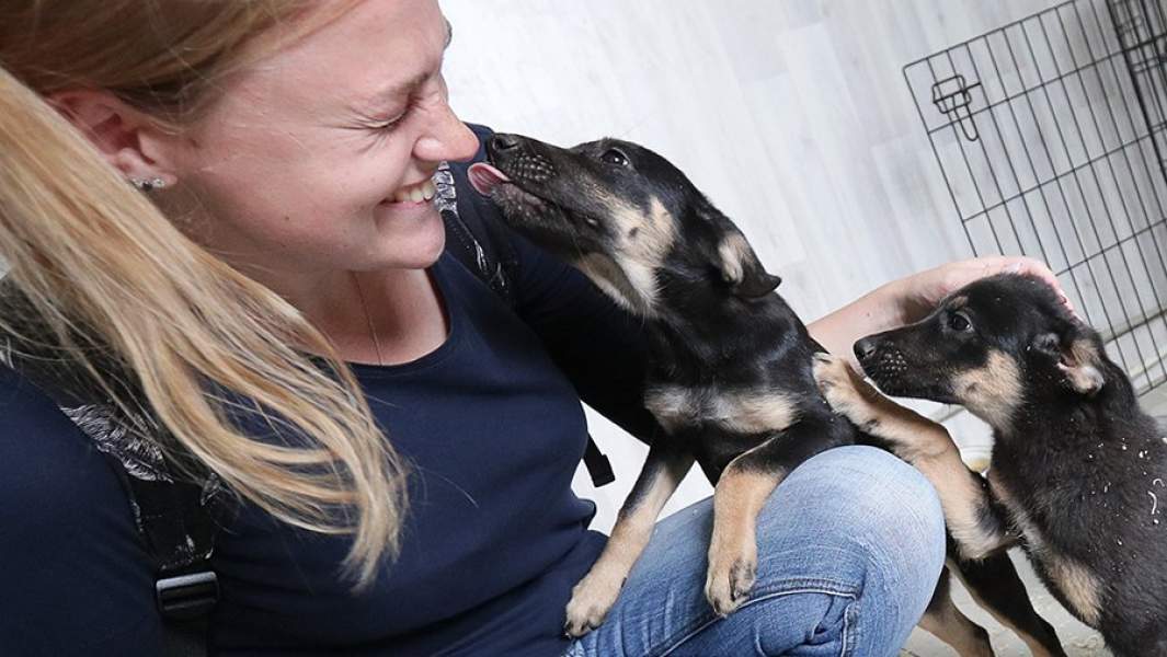 Девушка и щенки 