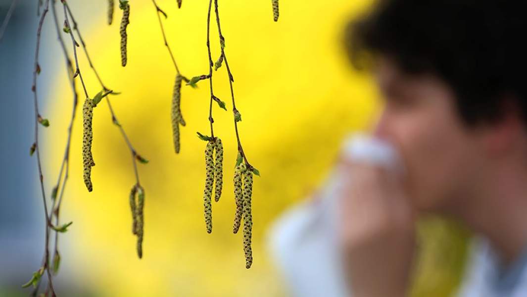 Пыльца березы