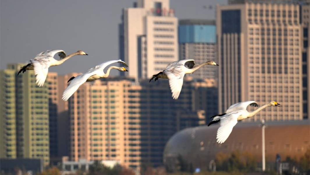 перелетные птицы