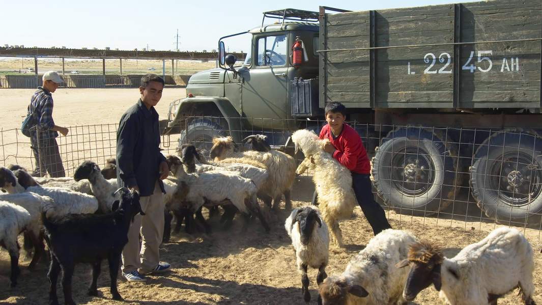 Дети с баранами в Ашхабаде