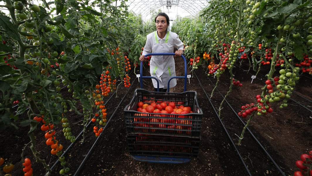 Второй всадник: последует ли за эпидемией массовый голод