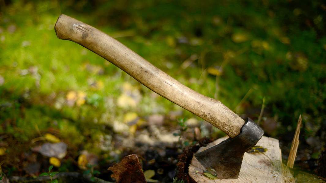 вырубка лес