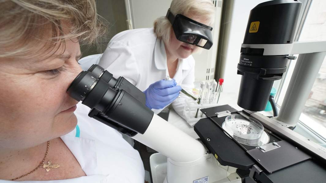 Настырный кровосос: клещи атаковали регионы России