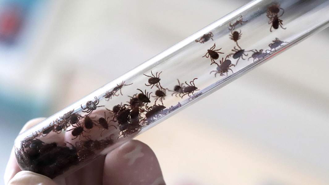 Настырный кровосос: клещи атаковали регионы России