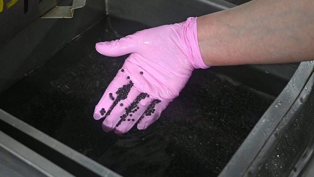 Сотрудник Донского осетрового завода ФГБУ "Главрыбвод" в Ростовской области контролирует процесс инкубации икры осетровых