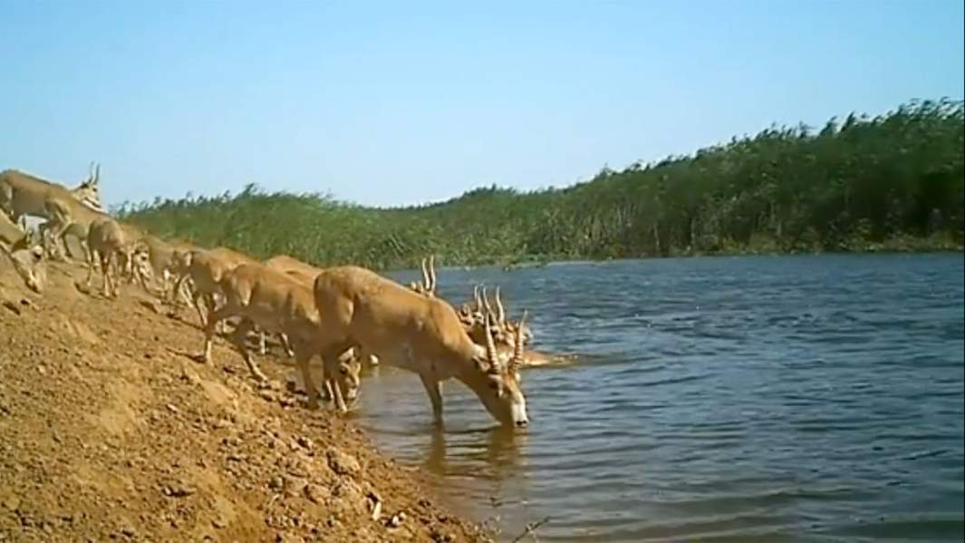 Стадо сайгаков на водопое