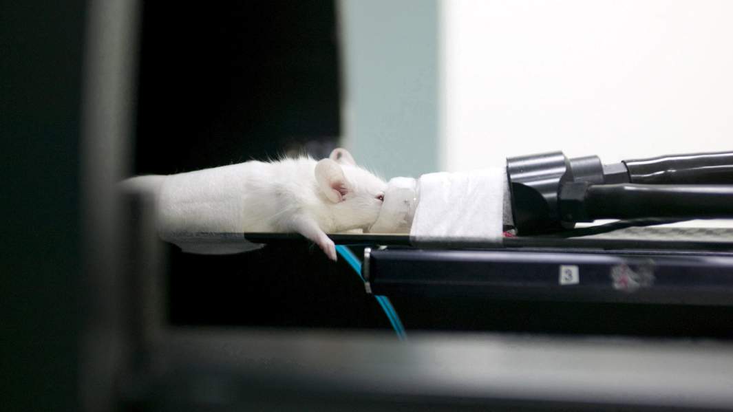 Грызуны науки: мыши с легкими человека помогут найти защиту от COVID