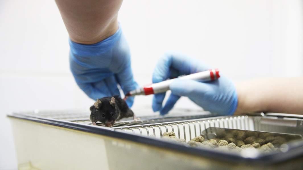 лабораторная мышь
