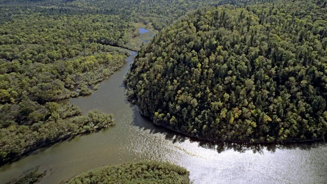 Уссурийская тайга, Приморский край