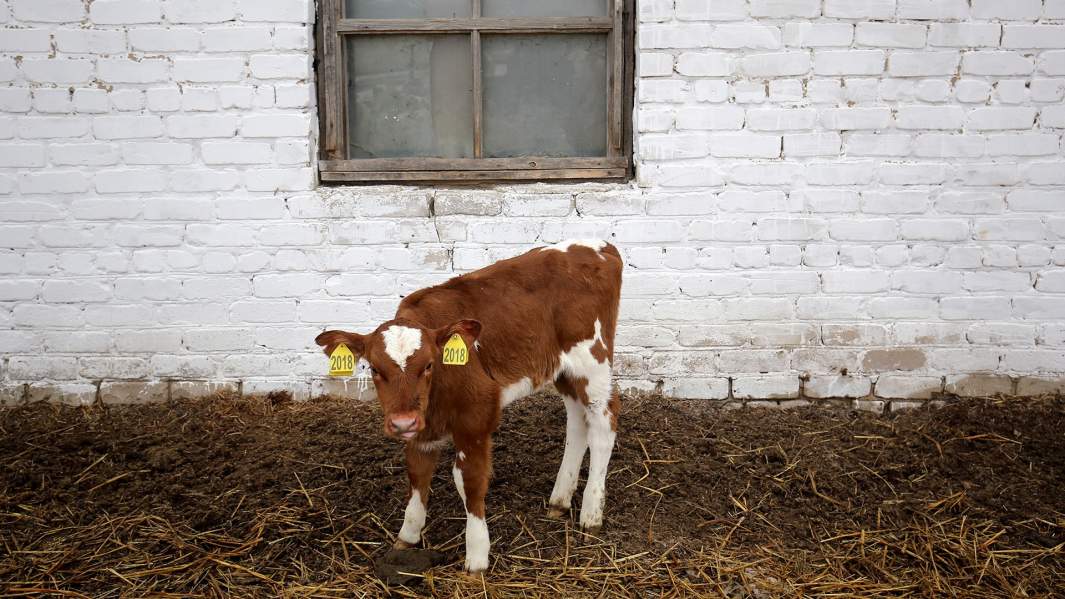 теленок хозяйство