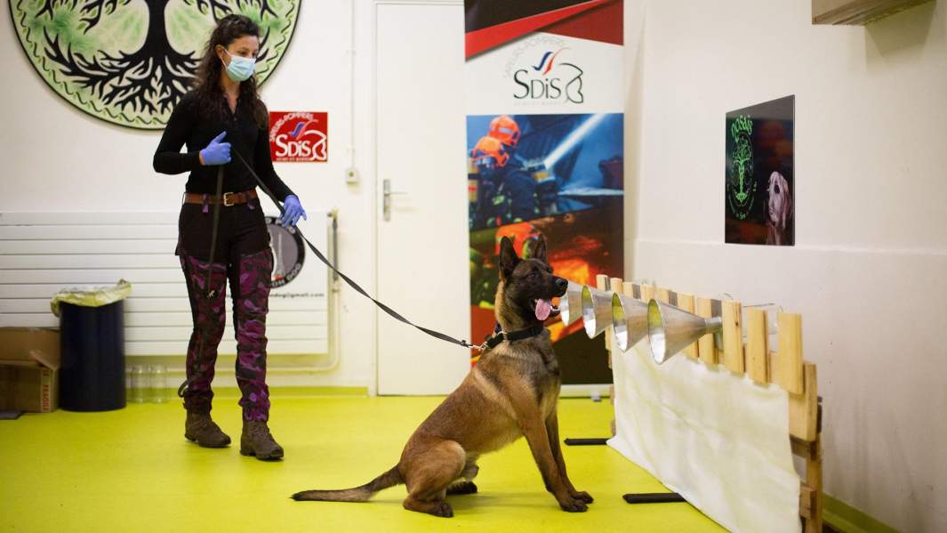 Обучение собак выявлять людей, инфицированных коронавирусом COVID-19