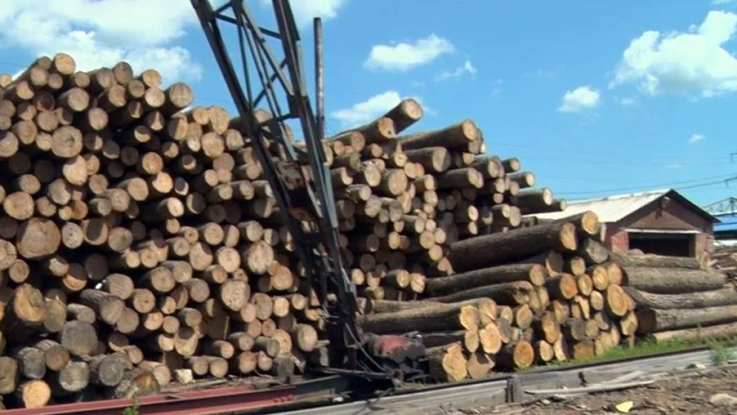 Сотрудники Хабаровской таможни выявили контрабанду ценных пород древесины на 204 млн рублей