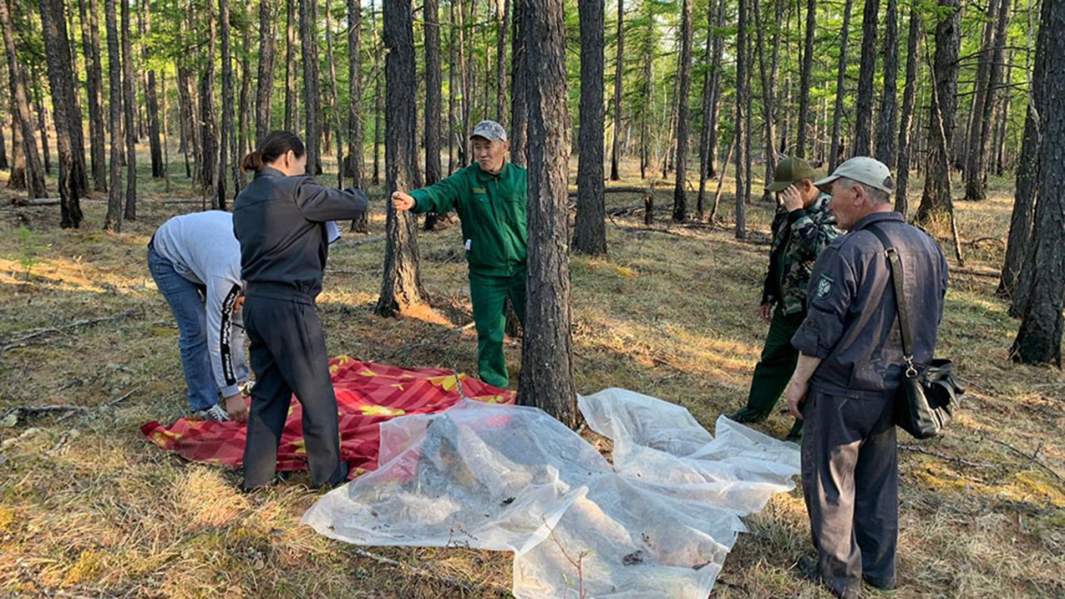 Ловушки для сибирского шелкопряда