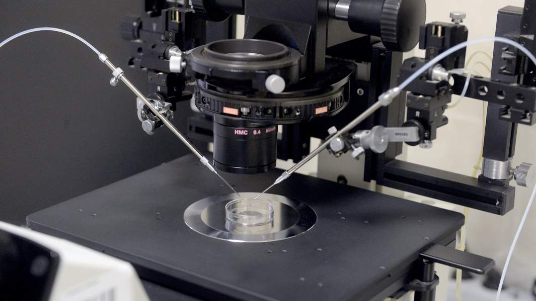 оплодотворение яйцеклеток