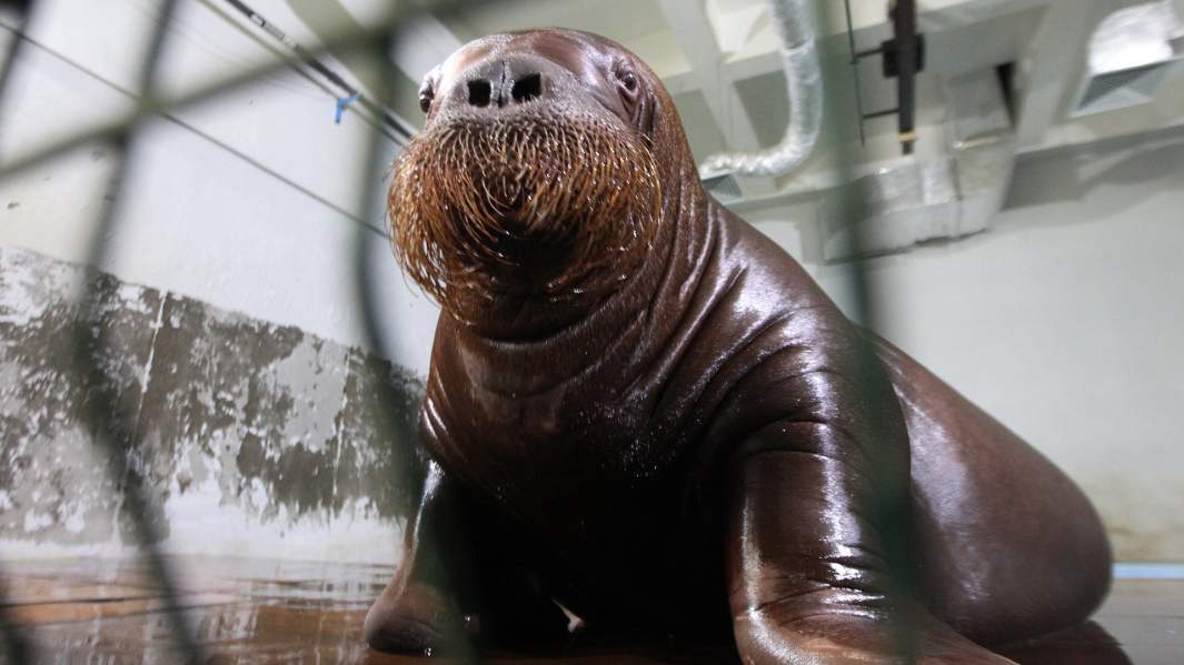 Морж по кличке Миша в бассейне научно-адаптационного корпуса Приморского океанариума ДВО РАН