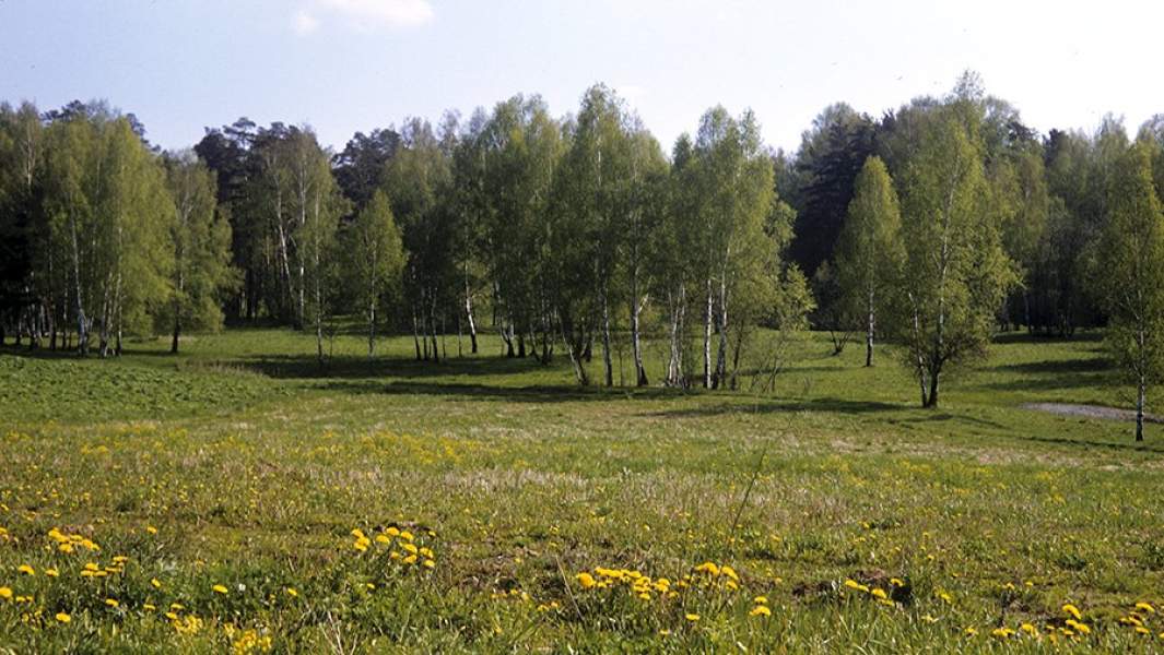 Молодой лес