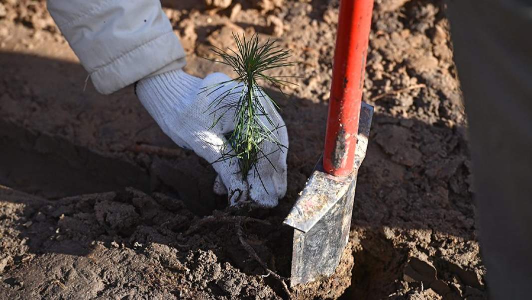 Посадка саженцев