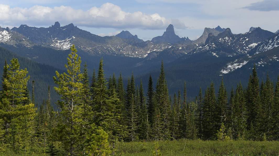 лес панорама