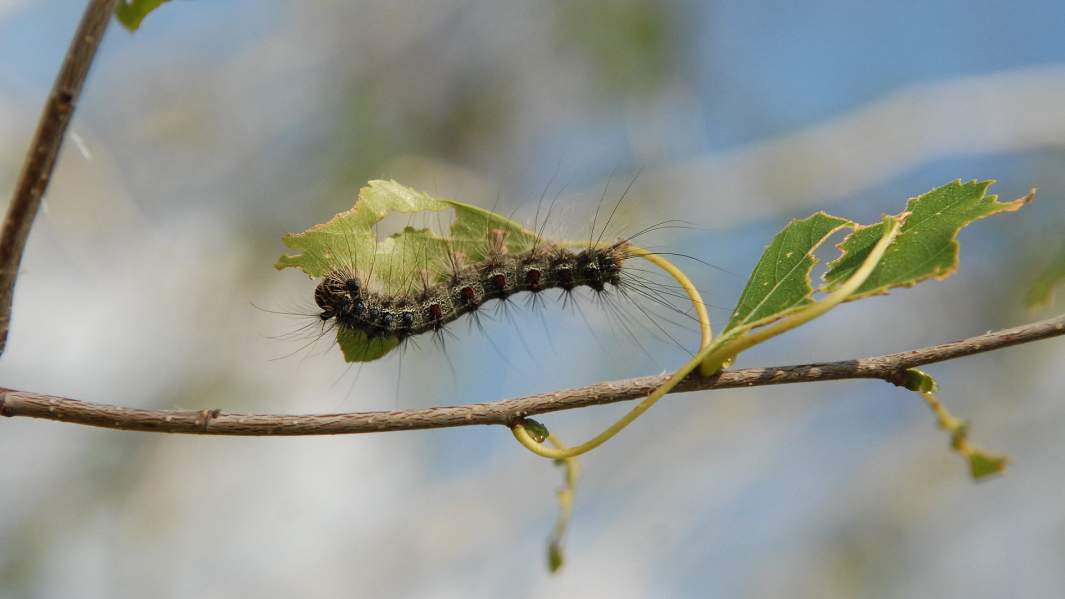Гусеница шелкопряда