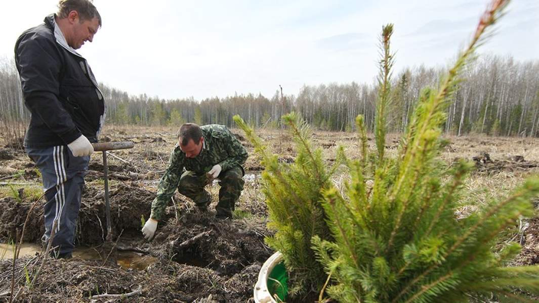 Высадка молодых деревьев в лесу
