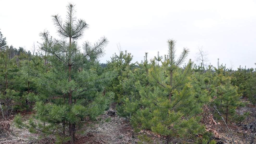 Молодые саженцы