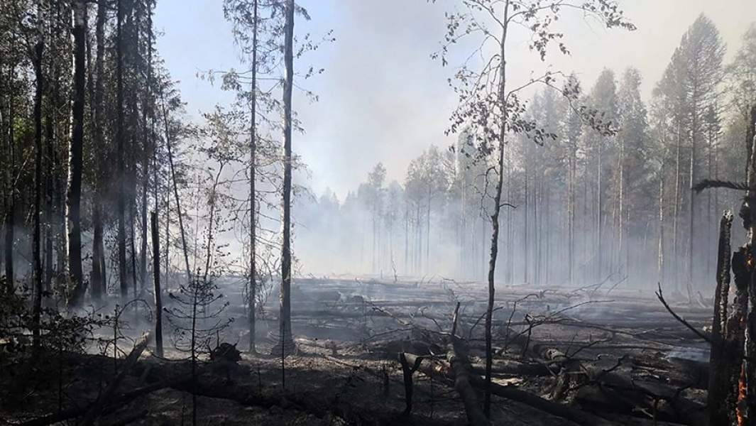 Последствия лесного пожара в Югорске