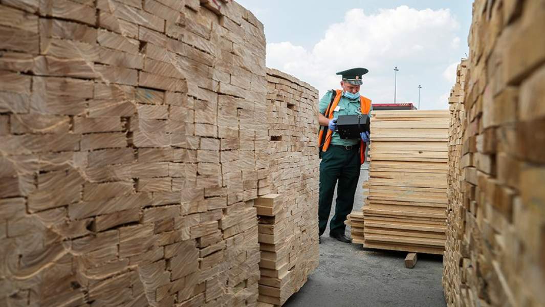 Сотрудник таможенной службы во время досмотра пиломатериалов с помощью прибора для идентификации лесо- и пиломатериалов лиственных и хвойных пород древесины
